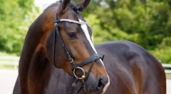 Коня голстет